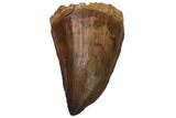 Fossil Mosasaur (Prognathodon) Tooth - Top Quality #114153-1